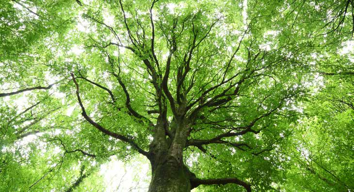Blick nach oben auf die dichte grüne Baumkrone eines großen Baumes im Sonnenlicht